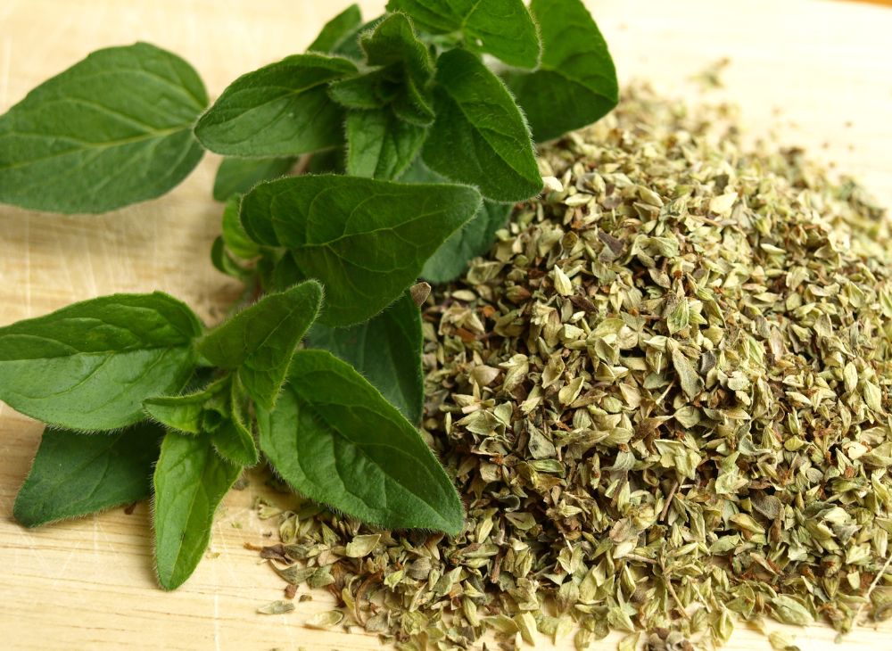 Oregano 